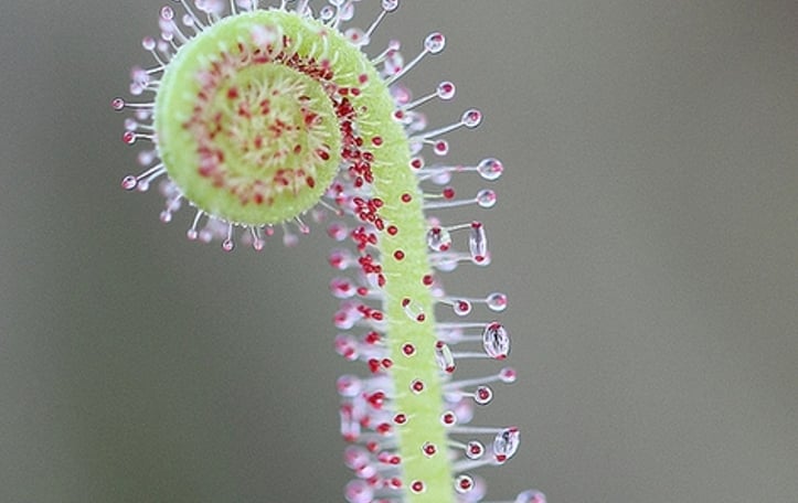 Sundew