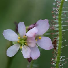 Sundew 2