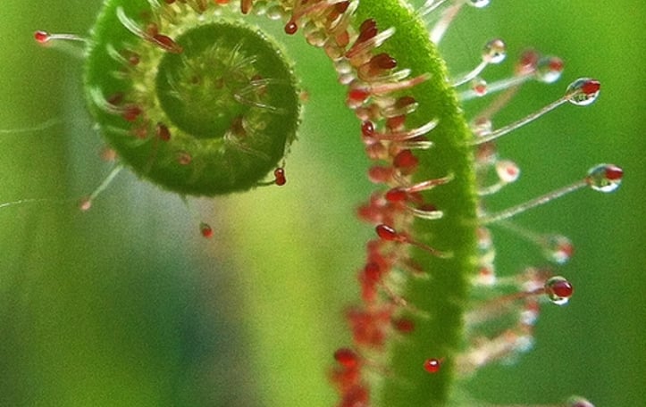 Sundew