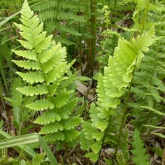 Crested Woodfern 3