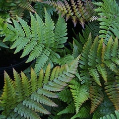 Autumn Fern 3