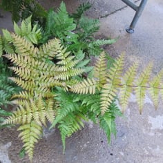 Autumn Fern 4