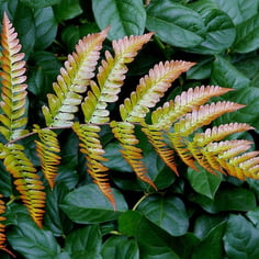 Autumn Fern 2