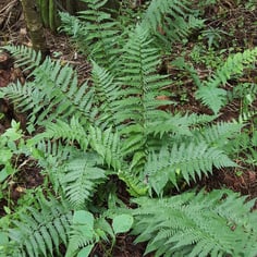 Southern Woodfern 2