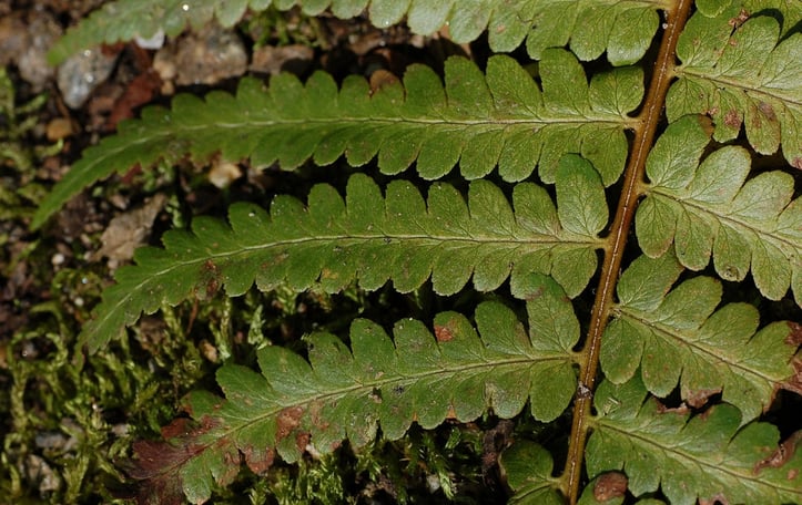 Southern Woodfern