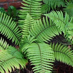 Wallich's Woodfern 2