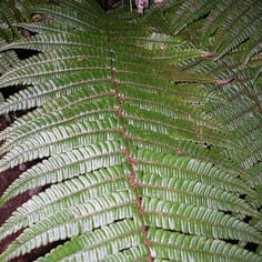 Wallich's Woodfern 3