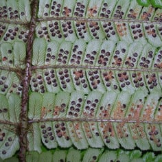 Wallich's Woodfern 4