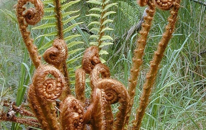 Wallich's Woodfern