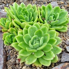 Blue Echeveria 3