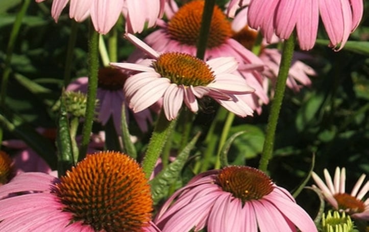 Black-samson Echinacea