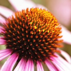 Black-samson Echinacea 2