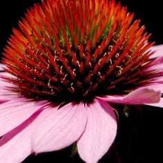 Black-samson Echinacea 3