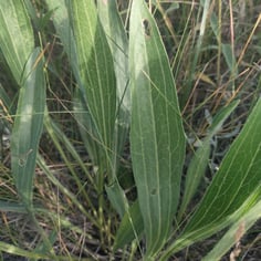 Black-samson Echinacea 4
