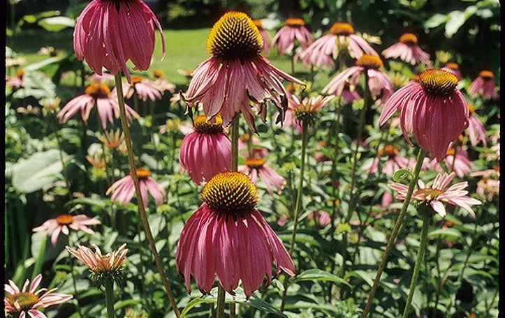 Smooth Purple Coneflower
