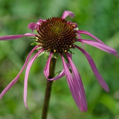 Smooth Purple Coneflower 2