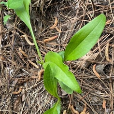 Smooth Purple Coneflower 4
