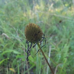 Smooth Purple Coneflower 3
