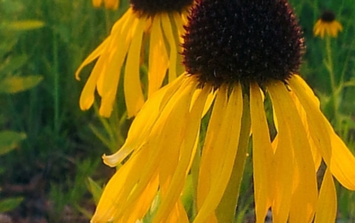 Bushe's Coneflower