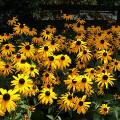 Bushe's Coneflower 3