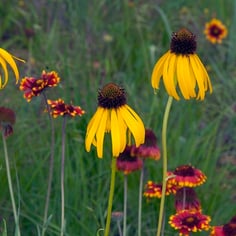 Bushe's Coneflower 2