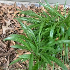Bushe's Coneflower 4