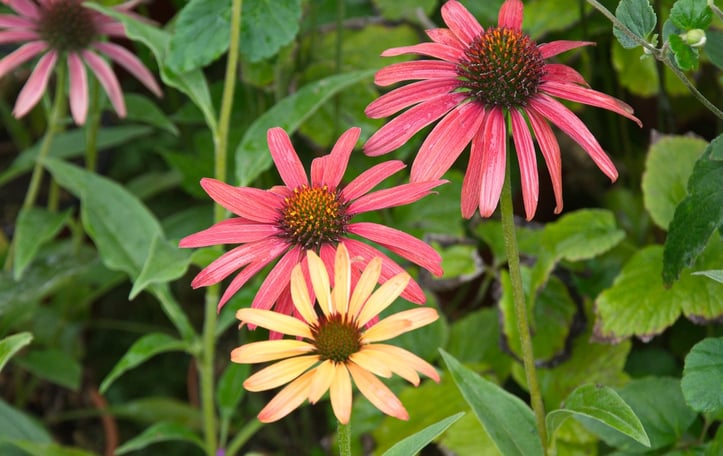 Echinacea purpurea 'Cheyenne Spirit'