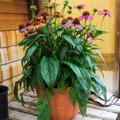 Echinacea purpurea 'Cheyenne Spirit' 4