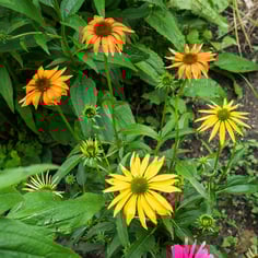 Echinacea purpurea 'Cheyenne Spirit' 2