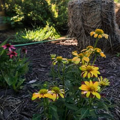 Echinacea purpurea 'Cheyenne Spirit' 3