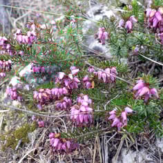 Alpine Heath 4