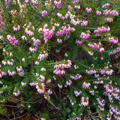 Alpine Heath 2