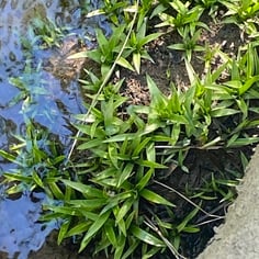 Common Ten-angled Pipewort 2