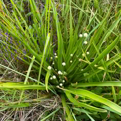 Common Ten-angled Pipewort 3