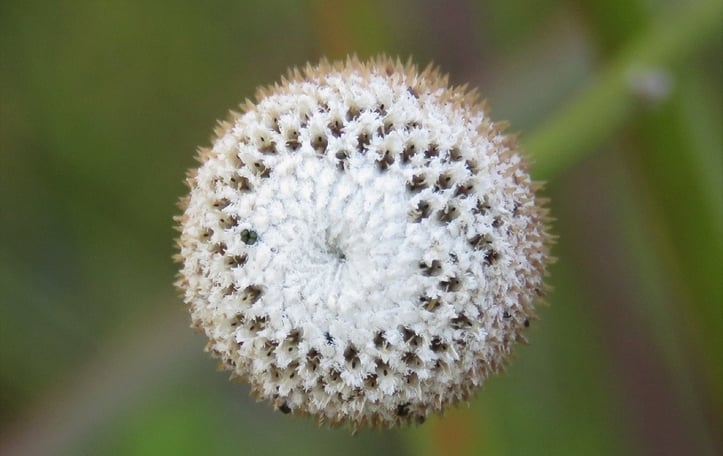 Common Ten-angled Pipewort