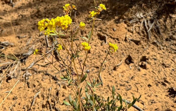 Golden Sulphur Flower