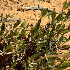 Golden Sulphur Flower 2