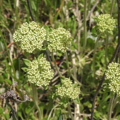 Golden Sulphur Flower 3