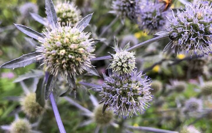 Blue Eryngo