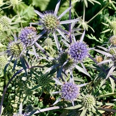 Blue Eryngo 2