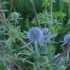 Blue Eryngo 3