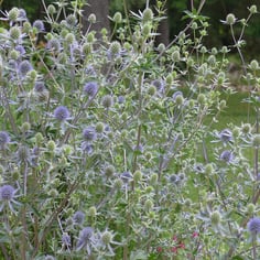 Blue Eryngo 4