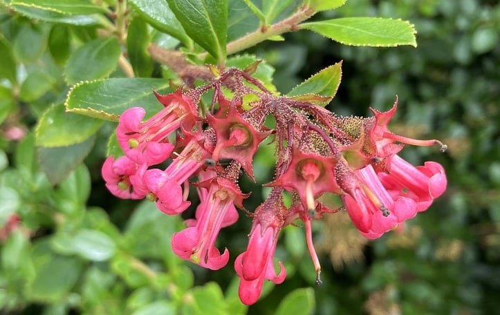 Escallonia