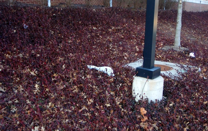 Purpleleaf Wintercreeper