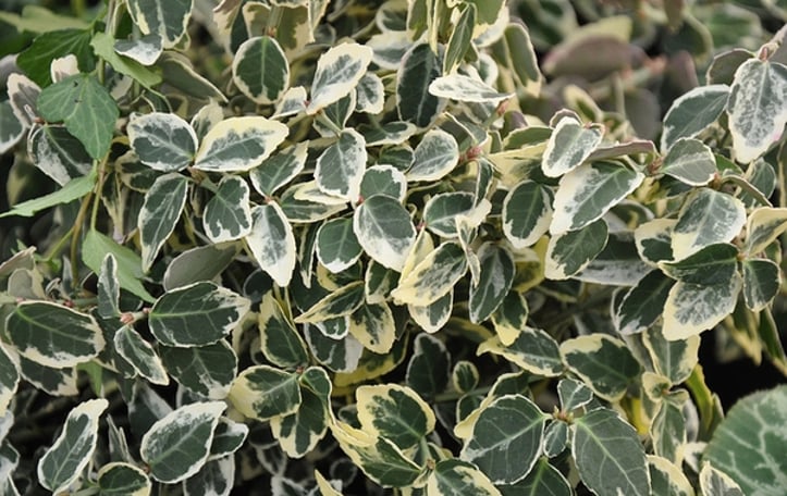 Emerald Gaiety Euonymus