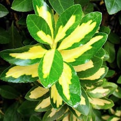 Box-Leaf Euonymus 2