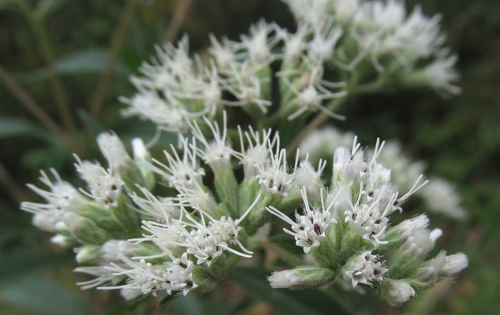 Tall Boneset