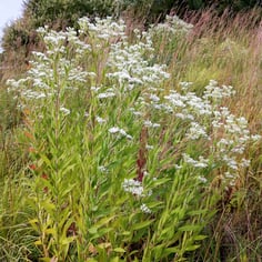Tall Boneset 2