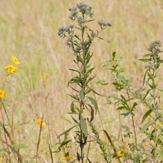 Tall Boneset 3