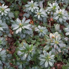 Mrs. Robb's Bonnet 2